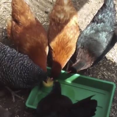 Keeping your Chickens Cool
